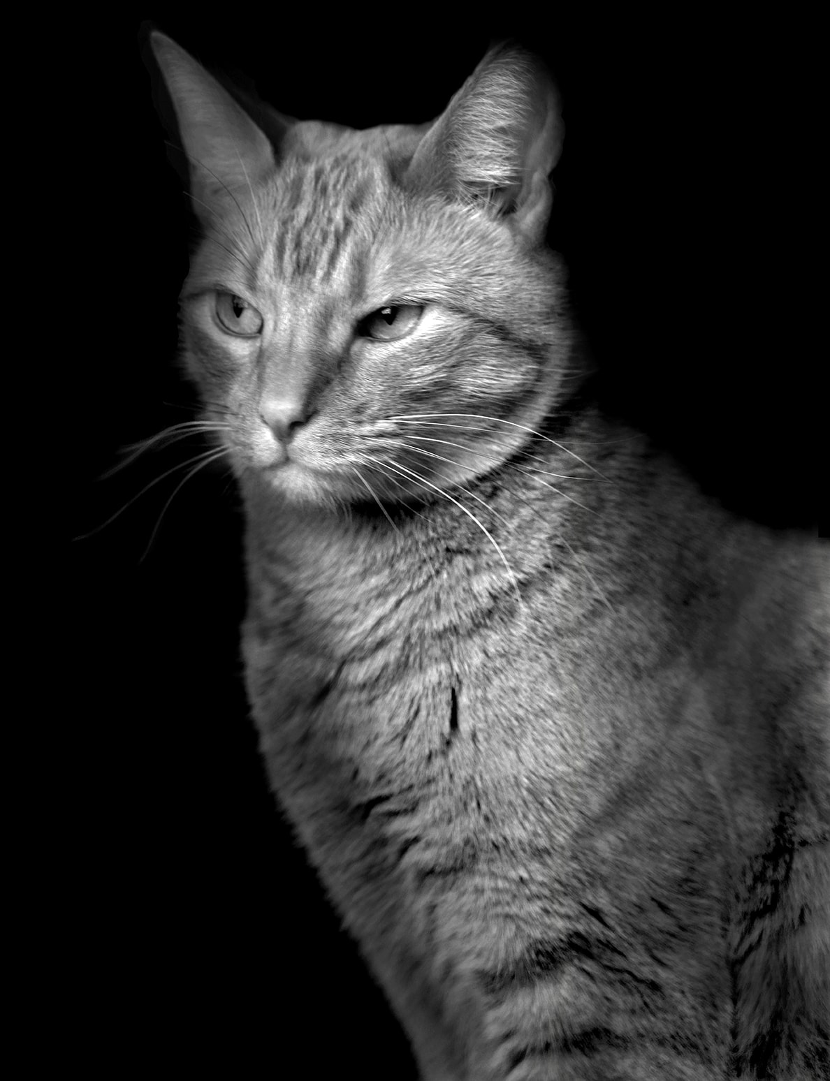 Cat (2) LR, 2021.(Brighter version for reproduction)Copyright Elliot Ross. All Rights Reserved